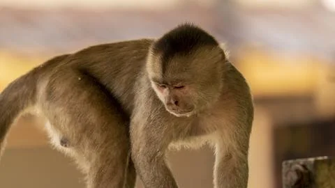Close-ups of a typical jungle monkey Foto stock