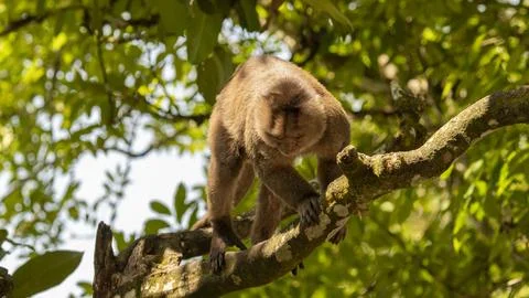 Close-ups of a typical jungle monkey Stock Photos