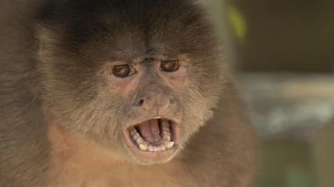Close-ups of a typical jungle monkey Stock Photos