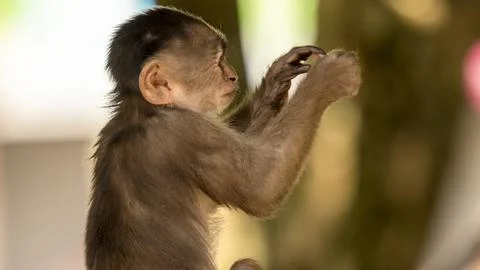 Close-ups of a typical jungle monkey Stock Photos
