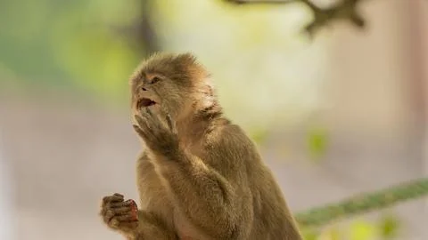 Close-ups of a typical jungle monkey Stock Photos