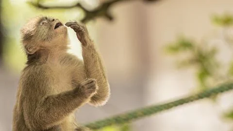 Close-ups of a typical jungle monkey Stock Photos