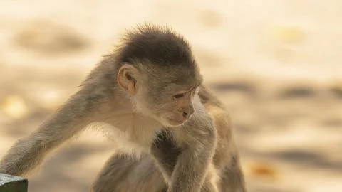 Close-ups of a typical jungle monkey Stock Photos
