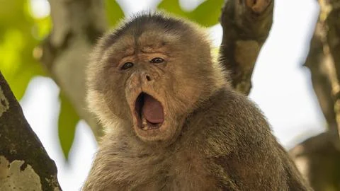 Close-ups of a typical jungle monkey Stock Photos