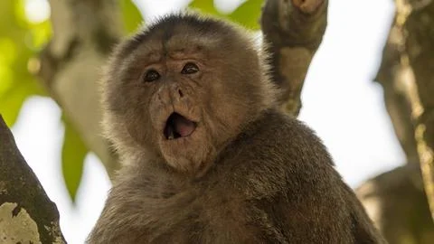 Close-ups of a typical jungle monkey Stock Photos
