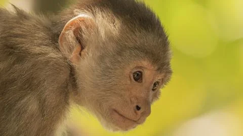 Close-ups of a typical jungle monkey Stock Photos