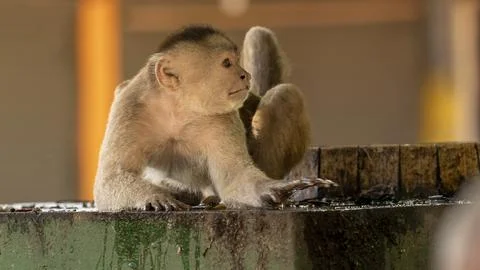 Close-ups of a typical jungle monkey Foto stock