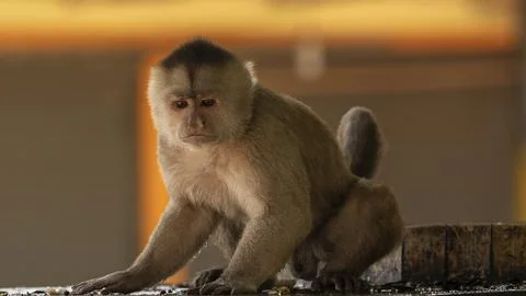 Close-ups of a typical jungle monkey Stock Photos