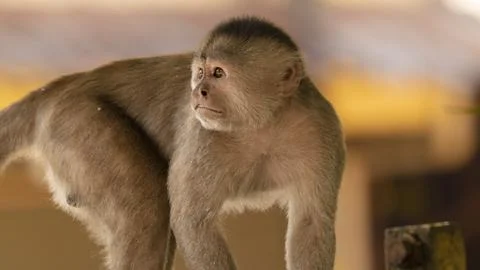 Close-ups of a typical jungle monkey Stock Photos
