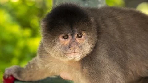 Close-ups of a typical jungle monkey Foto stock