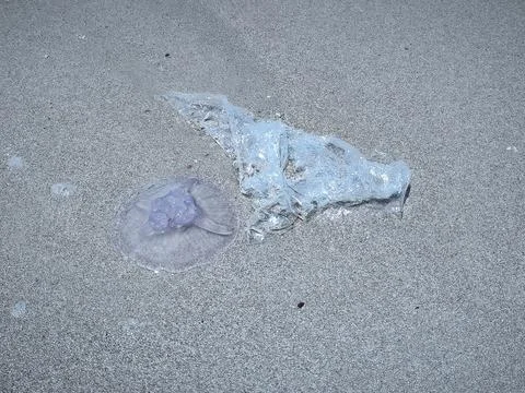 Close ups of washed up jellyfish and scattered plastic debris on the ocean sh Stock Photos