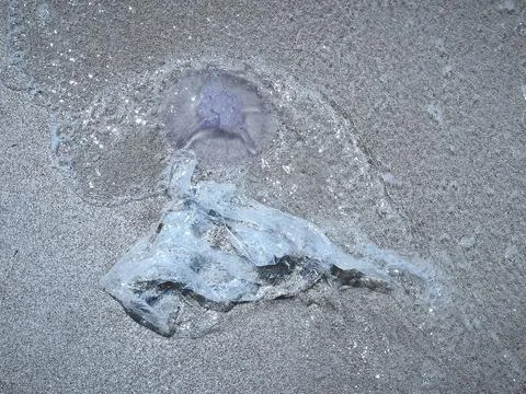 Close ups of washed up jellyfish and scattered plastic debris on the ocean .. Stock Photos
