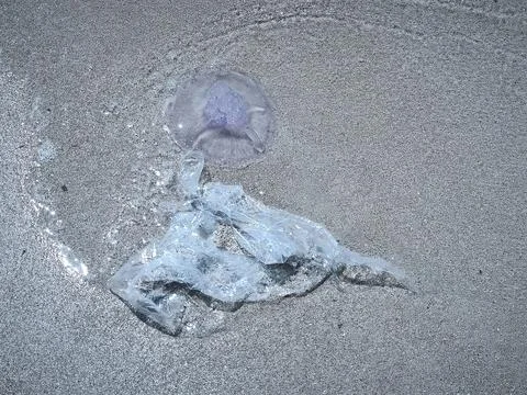Close ups of washed up jellyfish and scattered plastic debris on the ocean sh Stock Photos