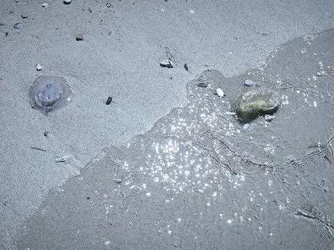 Close ups of washed up jellyfish and scattered plastic debris on the ocean .. Stock Photos