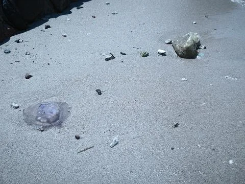 Close ups of washed up jellyfish and scattered plastic debris on the ocean .. Stock Photos