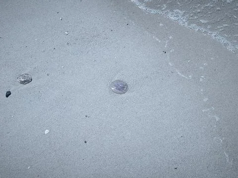 Close ups of washed up jellyfish and scattered plastic debris on the ocean .. Stock Photos