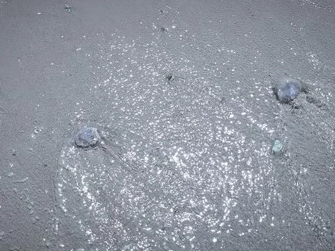 Close ups of washed up jellyfish and scattered plastic debris on the ocean .. Stock Photos