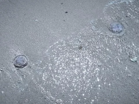 Close ups of washed up jellyfish and scattered plastic debris on the ocean .. Stock Photos
