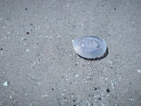 Close ups of washed up jellyfish and scattered plastic debris on the ocean .. Stock Photos