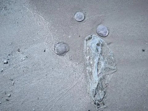 Close ups of washed up jellyfish and scattered plastic debris on the ocean .. 库存照片
