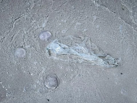 Close ups of washed up jellyfish and scattered plastic debris on the ocean .. Stock Photos