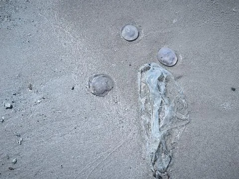 Close ups of washed up jellyfish and scattered plastic debris on the ocean .. Stock Photos