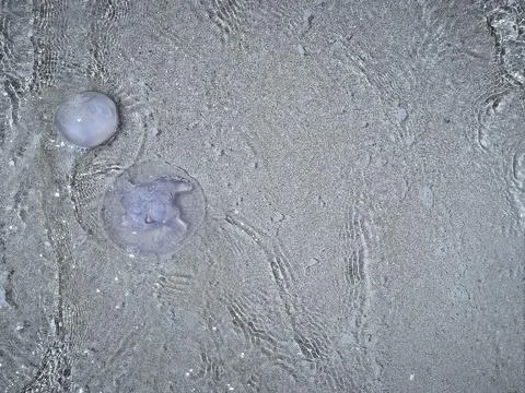 Close ups of washed up jellyfish and scattered plastic debris on the ocean .. Stock Photos