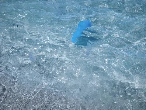 Close ups of washed up jellyfish and scattered plastic debris on the ocean .. Stock Photos