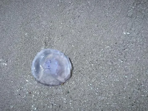 Close ups of washed up jellyfish and scattered plastic debris on the ocean .. Stock Photos
