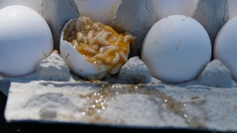 Close-ups of worms, maggots in an egg. Stock Footage 90758667