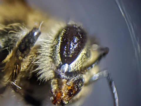 Close upshot with the bee raw copy 库存照片