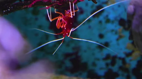 Close up of an upside down shrimp Video stock 267558907