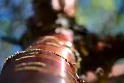 Close up upward view of beautiful brown trunk and bark pattern of cherry tree Stock Photos