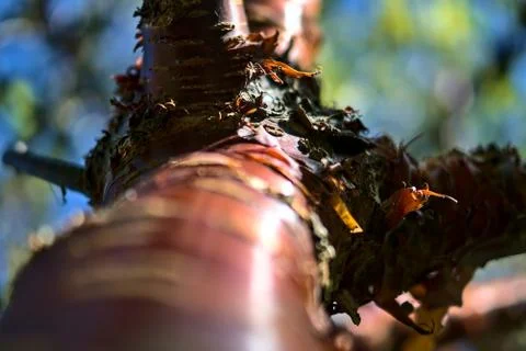 Close up upward view of beautiful brown trunk and bark pattern of cherry tree Stock Photos