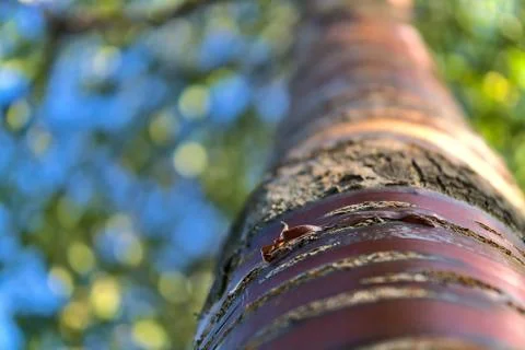 Close up upward view of beautiful brown trunk and bark pattern of cherry tree Stock Photos