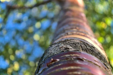 Close up upward view of beautiful brown trunk and bark pattern of cherry tree Stock Photos