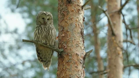 Close Up Of The Ural Owl On A Pine Tree Branch Inside Forest Stock Footage 243996137