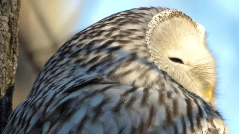 Close-up of Ural owl (Strix uralensis) back feathers in Southern Urals, Russia, Video stock 325467030