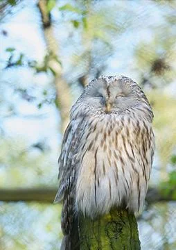 A close-up of a Ural Owl (Strix uralensis) with its eyes closed Stock Photos