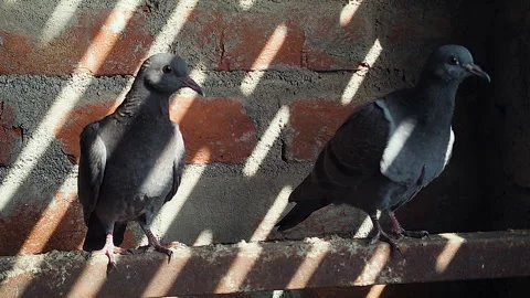 Close-Up Urban Pigeons on Rooftop Ledge Striped Shadow Brick Wall City Wildlife Stock Footage 336415436