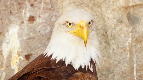 Close up of USA American bald eagle, bird of prey in its nest after hunt on Stock Footage 78168434