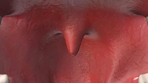 Close-Up of Uvula Inside Mouth Ilustración de archivo
