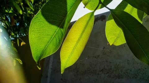 Close up of vains in a green leaf shining in light. Stock Photos
