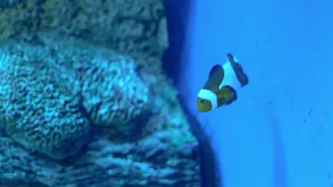 Close up of Valentin's sharpnose pufferfish (Canthigaster valentini) Stock Footage 202108082