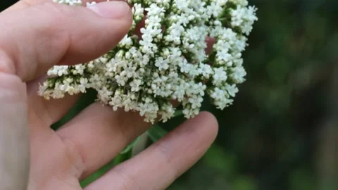 Close-up of valerian flowers held in a hand in a green summer garden 库存影片 341201951