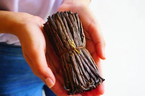 Close up of vanilla beans held by woman's hands after harvest Foto stock