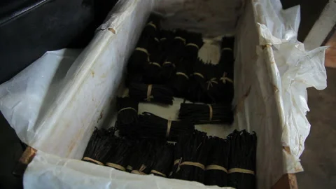 Close-Up of Vanilla Pods Being Sorted by Hand for Quality Stock Footage 221444821