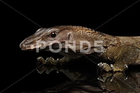 Close-up Varanus rudicollis Isolated on Black Background Stock Photos