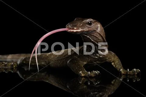 Close-up Varanus rudicollis Isolated on Black Background Stock Photos