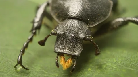 Close-up of variable chafer (Gnorimus variabilis), detailed macro insect 스톡 동영상 333001702